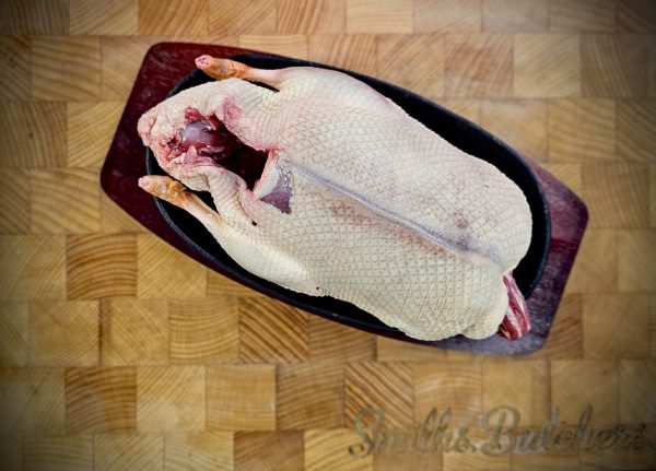 Wild Duck